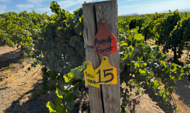 Block 15 at Rosa Vineyard signifying August Forest fruit